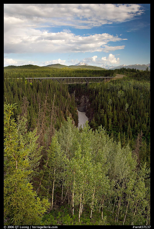Aspen, Kuskulana canyon and bridge. Wrangell-St Elias National Park, Alaska, USA.