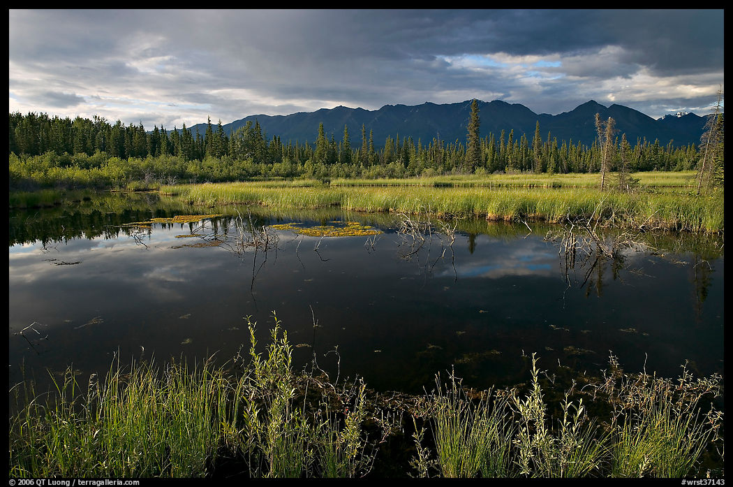 Pond and swamp with dark water. Wrangell-St Elias National Park, Alaska, USA.
