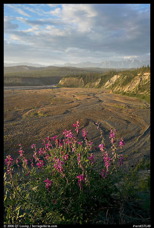 Fireweed, Kotsina river plain, and bluffs. Wrangell-St Elias National Park
