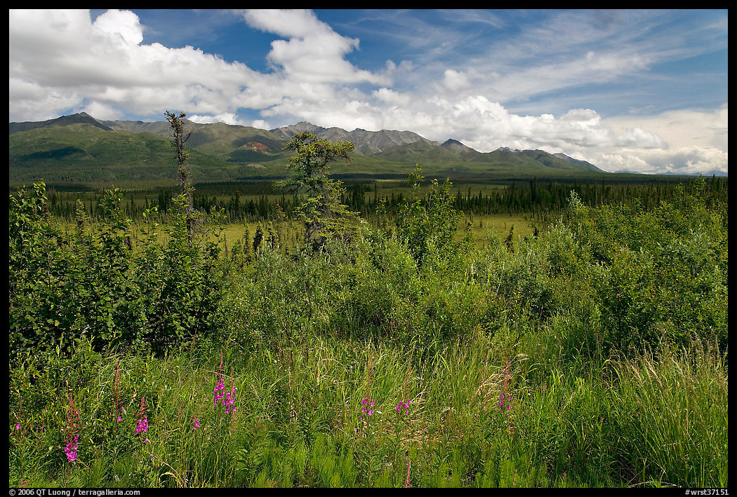 Lowland tundra, and Mentasta Mountains. Wrangell-St Elias National Park, Alaska, USA.