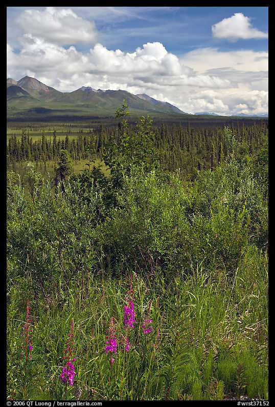 Fireweed, tundra, and Mentasta Mountains. Wrangell-St Elias National Park, Alaska, USA.