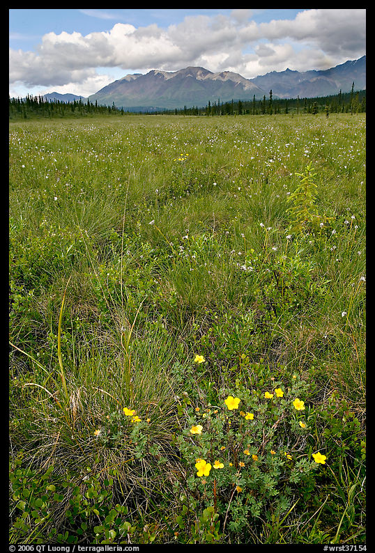 Meadow with tussocks and wildflowers. Wrangell-St Elias National Park, Alaska, USA.