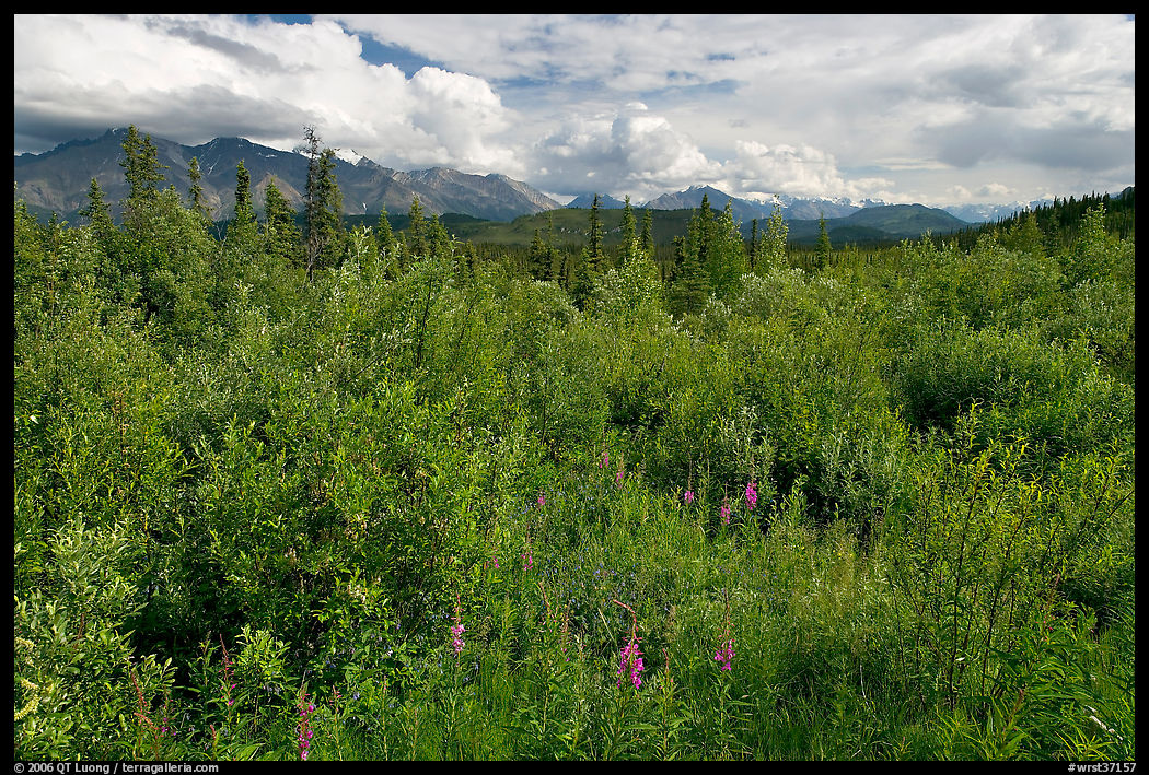 Tundra in summer and Nutzotin Mountains. Wrangell-St Elias National Park, Alaska, USA.