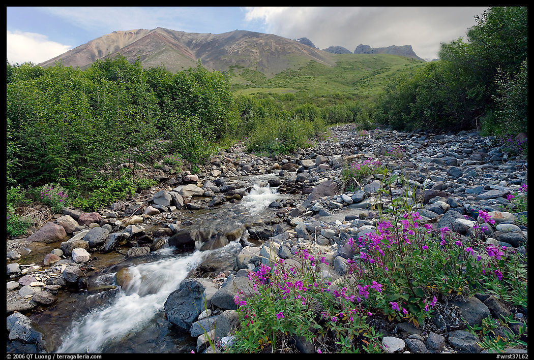 Fireweed, stream and Skokum Volcano. Wrangell-St Elias National Park, Alaska, USA.