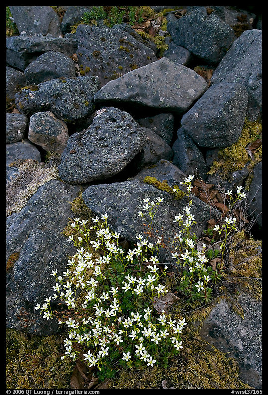 Alpine flowers and volcanic boulders. Wrangell-St Elias National Park, Alaska, USA.