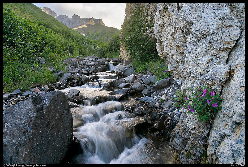 Fireweed, stream and cliff, Skokum Volcano. Wrangell-St Elias National Park, Alaska, USA.