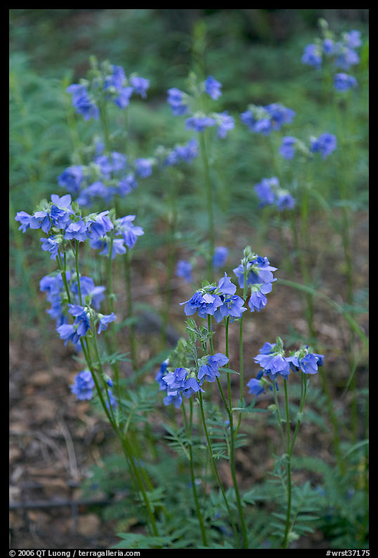 Blue wildflowers. Wrangell-St Elias National Park, Alaska, USA.