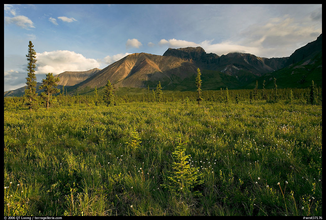 Meadow and Skokum Volcano. Wrangell-St Elias National Park, Alaska, USA.