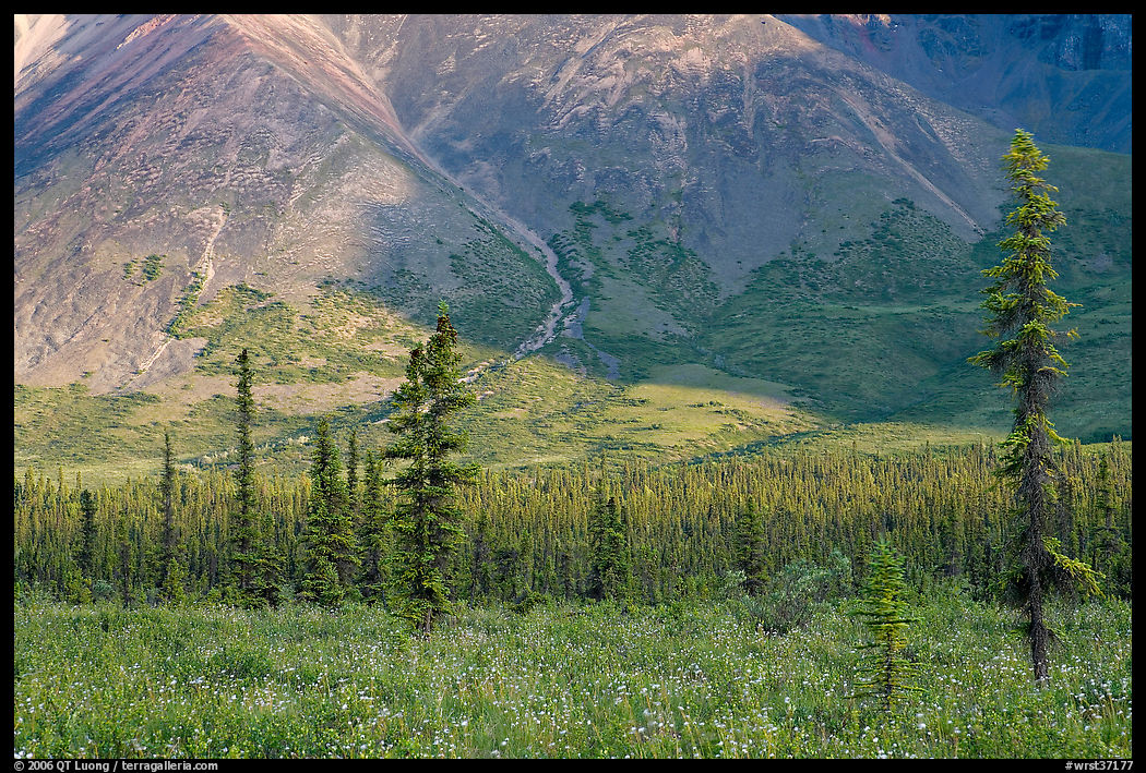 Meadow covered with white wildflowers, and spruce trees. Wrangell-St Elias National Park, Alaska, USA.