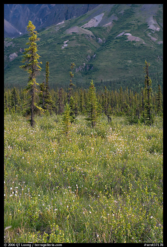 Wildflowers and spruce trees. Wrangell-St Elias National Park, Alaska, USA.