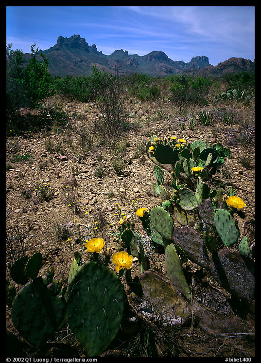 Prickly pear cactus with yellow blooms and Chisos Mountains. Big Bend National Park, Texas, USA.