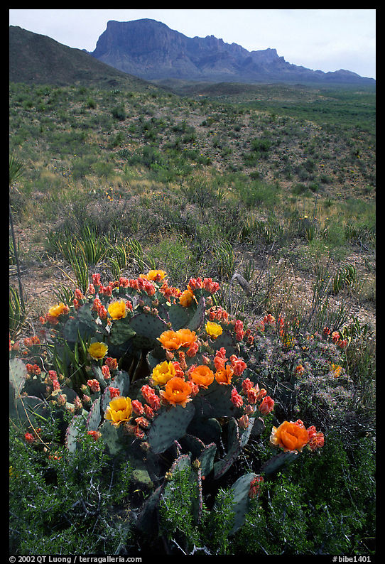 Cactus with multi-colored blooms and Chisos Mountains. Big Bend National Park, Texas, USA.