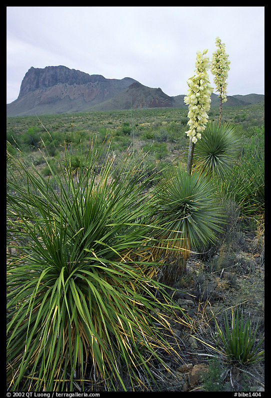 Yucas in bloom. Big Bend National Park, Texas, USA.