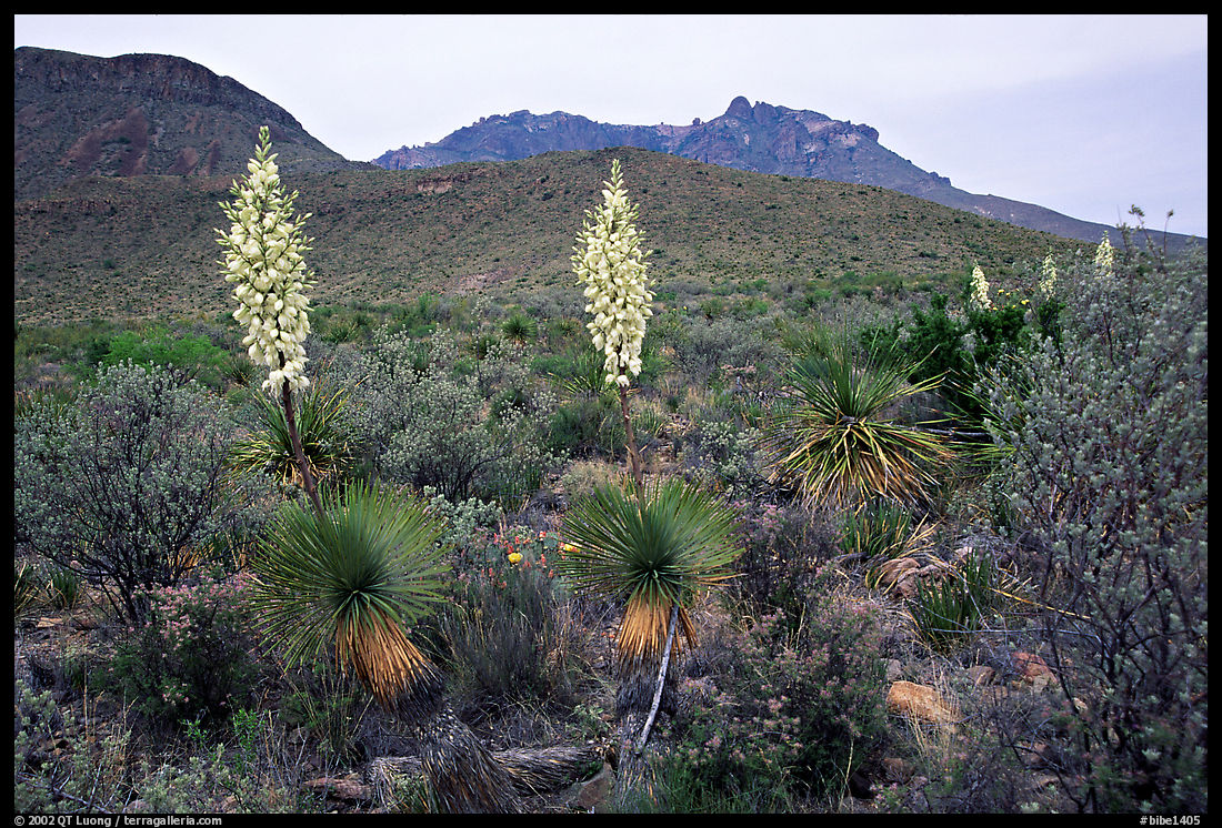 Yucas in bloom. Big Bend National Park, Texas, USA.