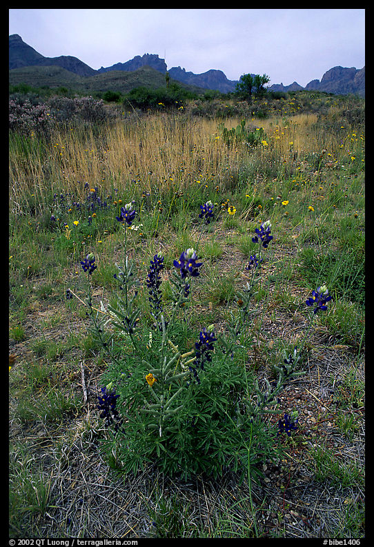 Desert flowers and Chisos Mountains. Big Bend National Park