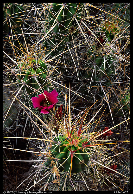 Engelmann Hedgehog cactus in bloom. Big Bend National Park, Texas, USA.