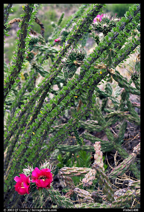 Occatillo and beavertail cactus in bloom. Big Bend National Park, Texas, USA.