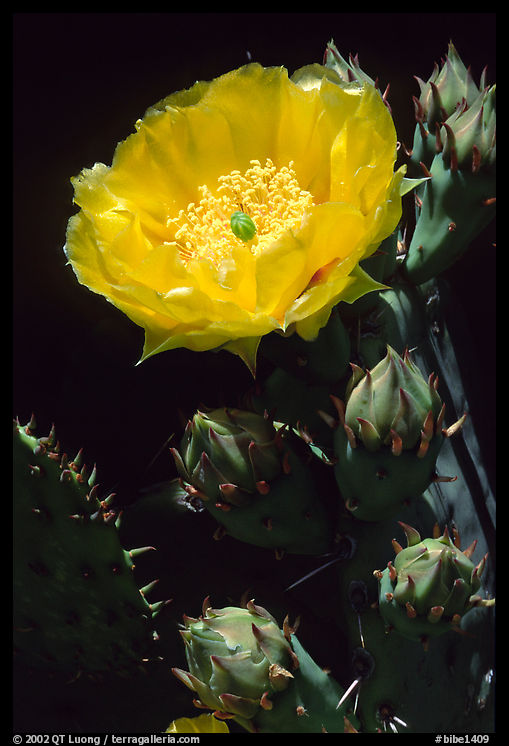 Pickly pear cactus flower. Big Bend National Park, Texas, USA.