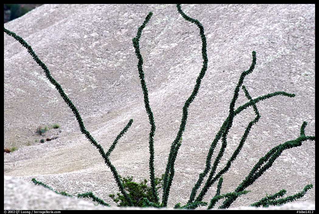 Occatillo and tuff. Big Bend National Park