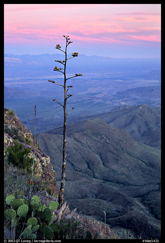 Agave stilt on South Rim, sunset. Big Bend National Park, Texas, USA.