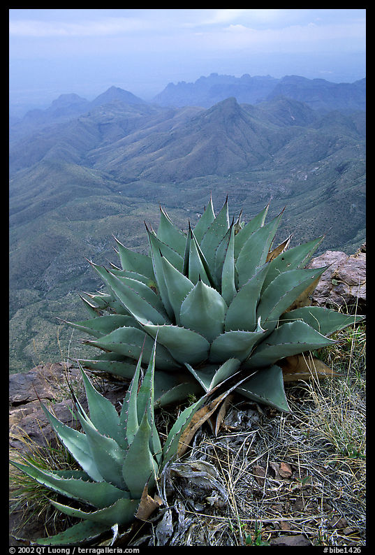 Agaves on South Rim above bare mountains. Big Bend National Park, Texas, USA.