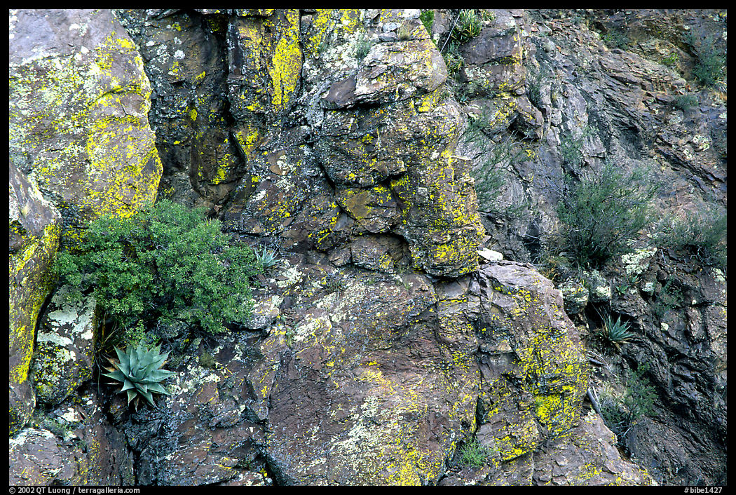 Agave growing on cliff, South Rim. Big Bend National Park