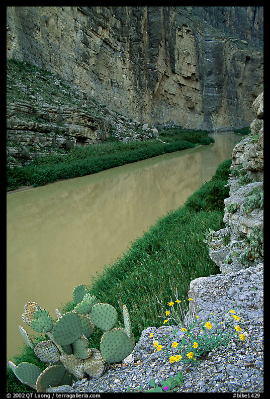 Flowers, cactus, and Rio Grande in Santa Elena Canyon. Big Bend National Park, Texas, USA.