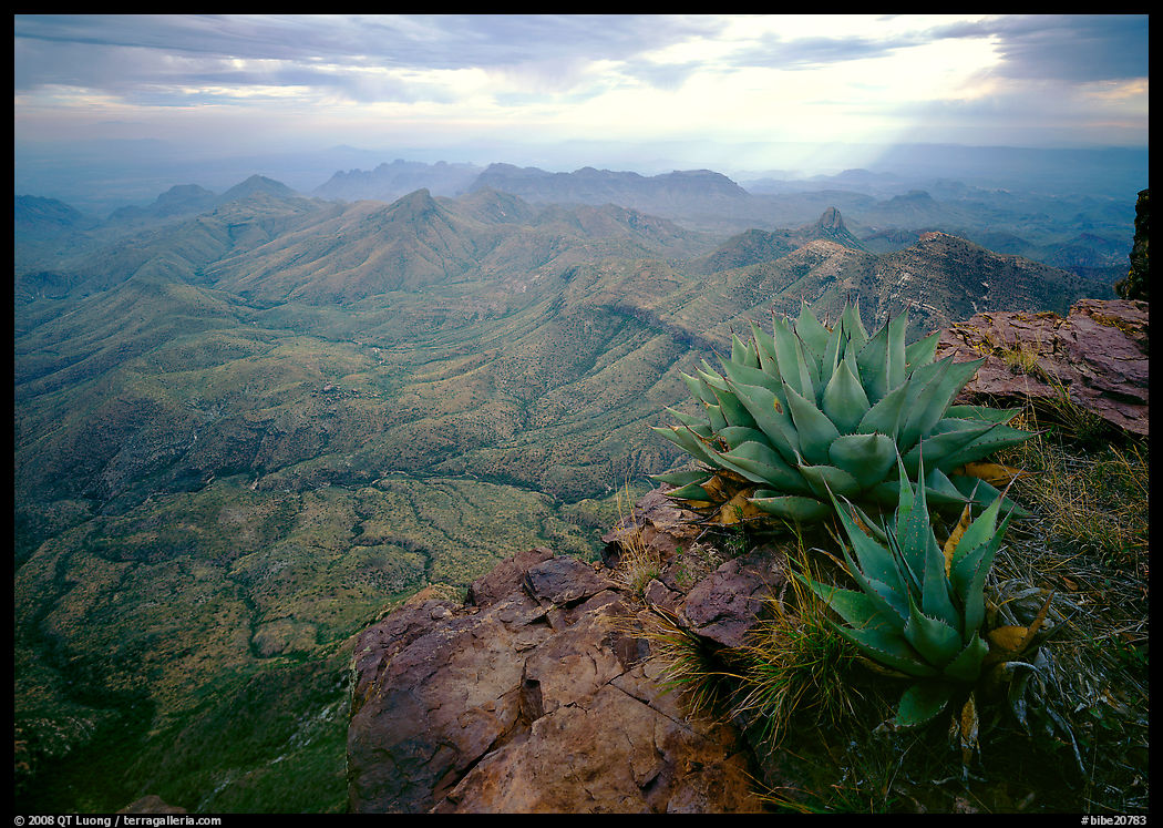 Agave plants overlooking desert mountains from South Rim. Big Bend National Park, Texas, USA.