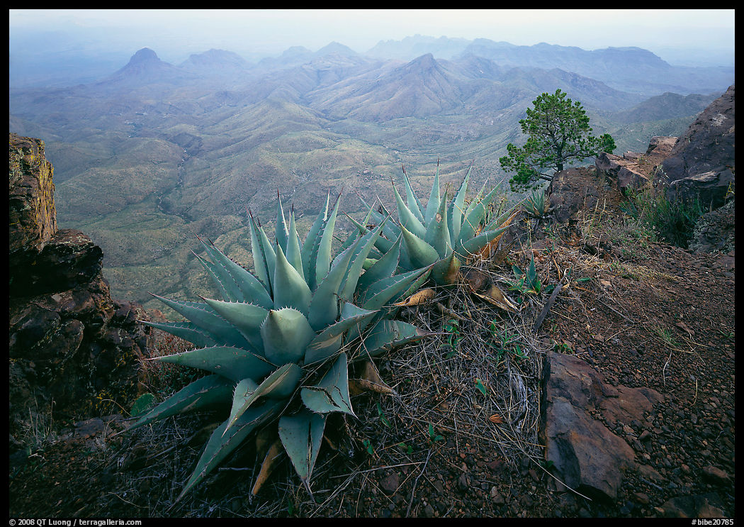 Agaves on South Rim overlooking desert mountains. Big Bend National Park, Texas, USA.