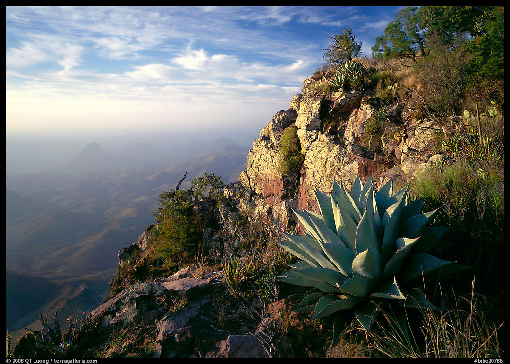 Agave and cliff, South Rim, morning. Big Bend National Park, Texas, USA.
