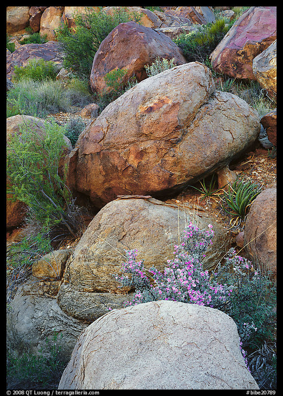 Boulders and wildflowers. Big Bend National Park, Texas, USA.