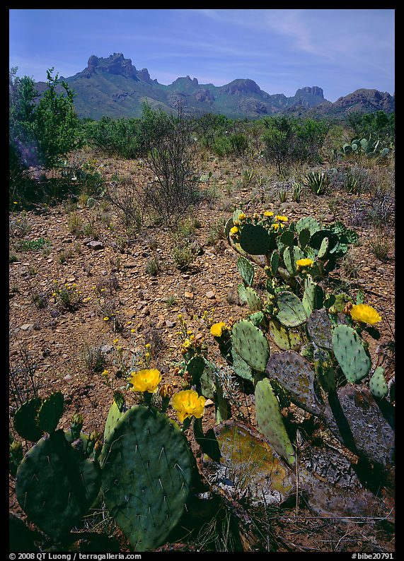 Cactus with yellow blooms and Chisos Mountains. Big Bend National Park, Texas, USA.
