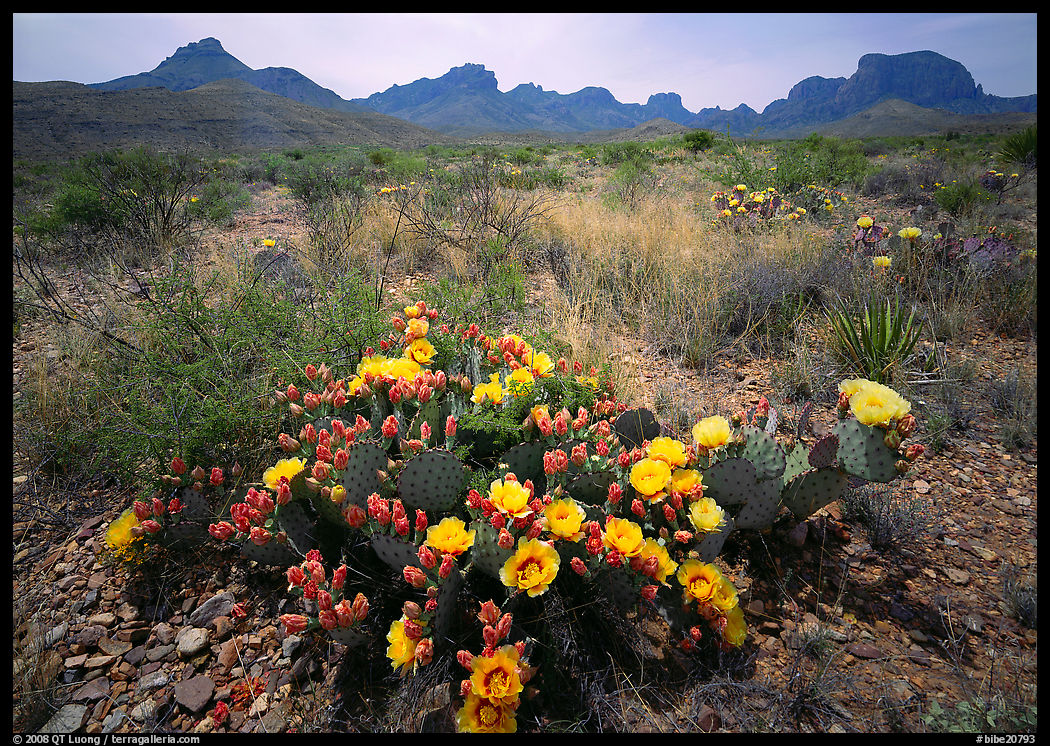 Colorful prickly pear cactus in bloom and Chisos Mountains. Big Bend National Park, Texas, USA.