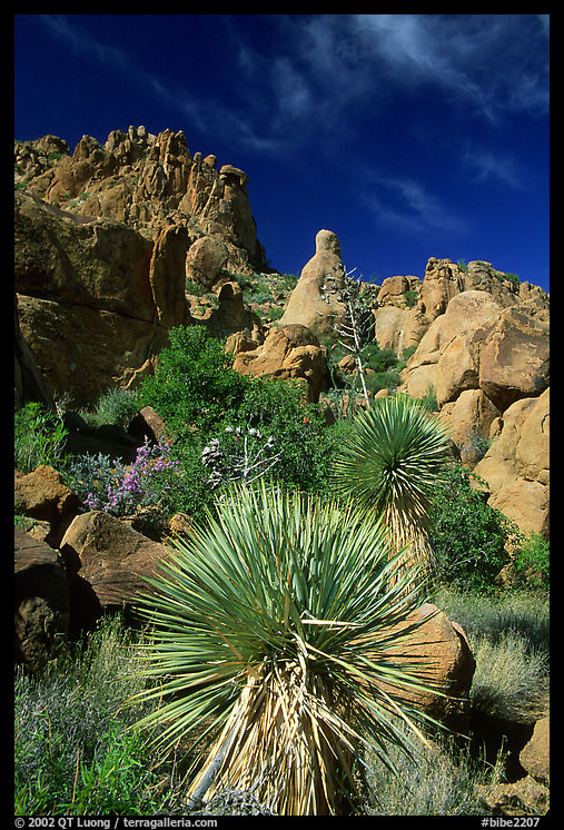 Yuccas and boulders in Grapevine mountains. Big Bend National Park, Texas, USA.