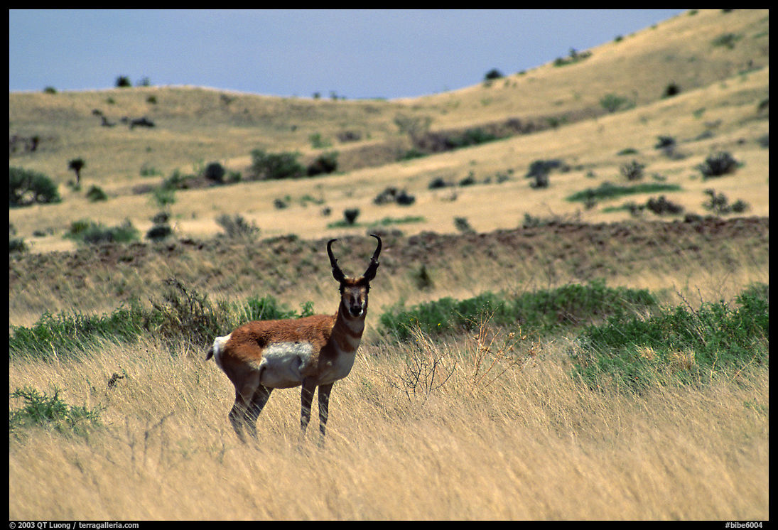 Desert Pronghorn. Big Bend National Park, Texas, USA.