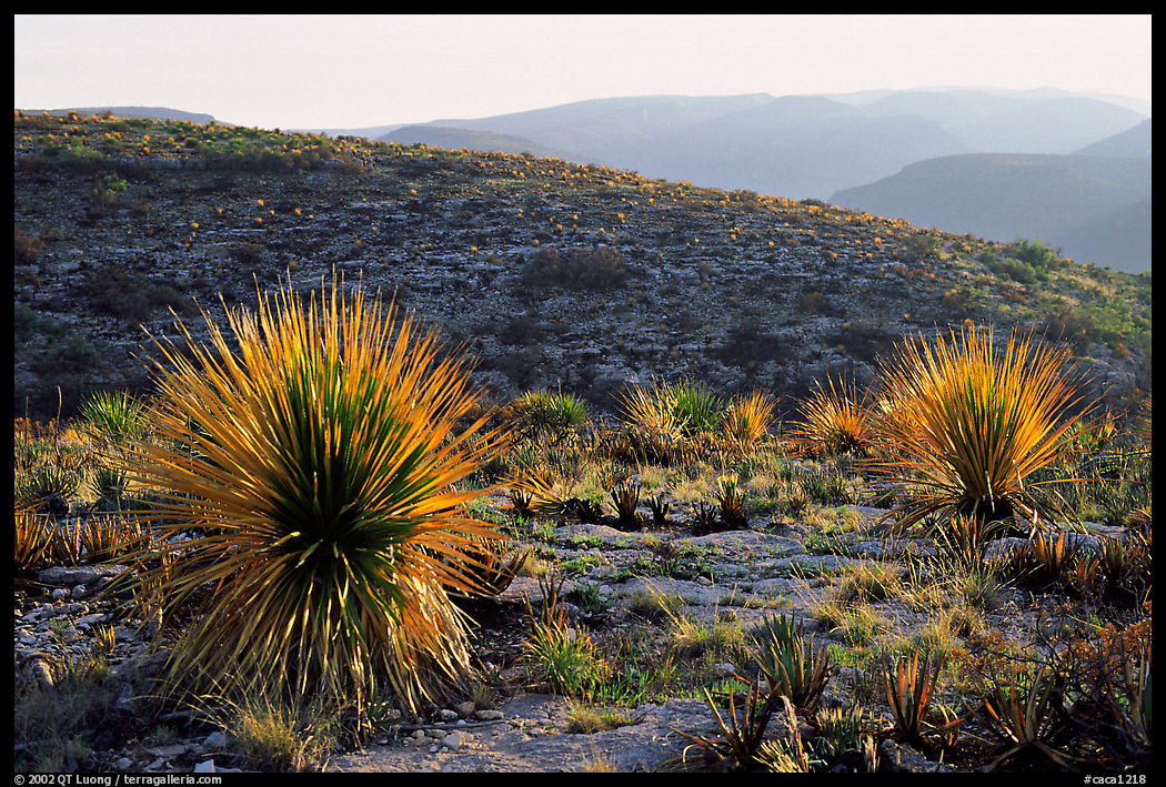 Yuccas at sunset on limestone bedrock. Carlsbad Caverns National Park, New Mexico, USA.