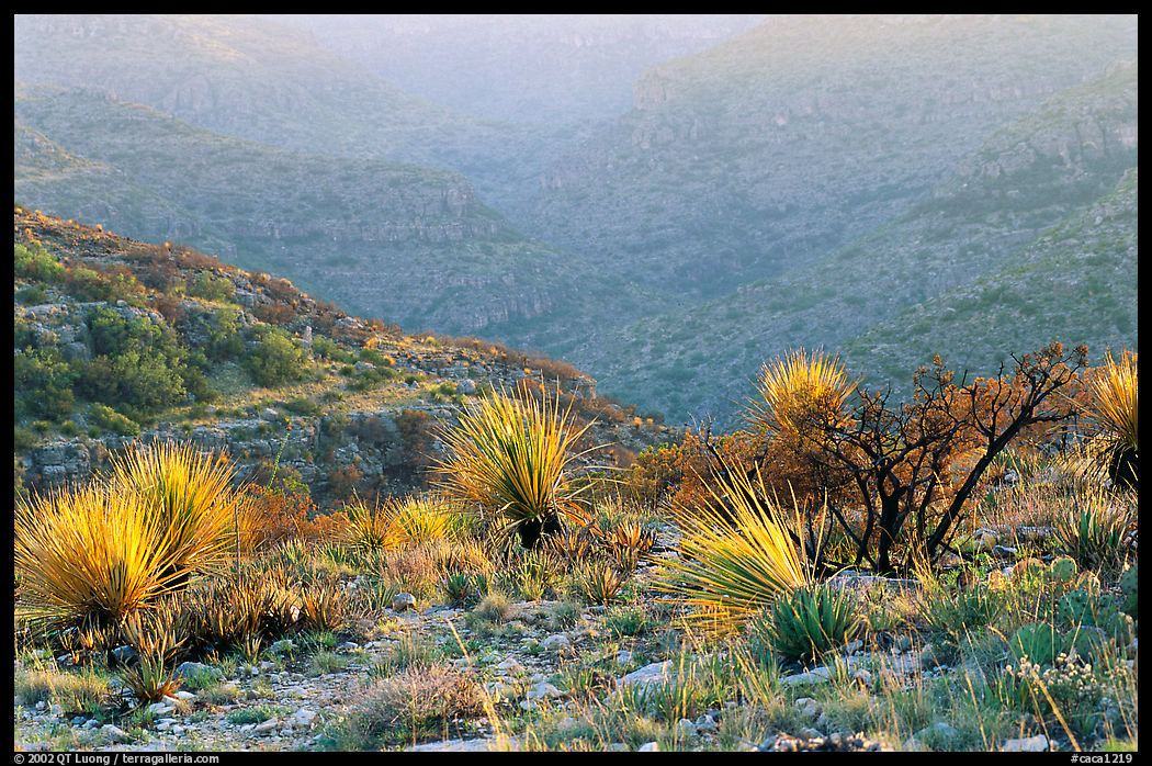 Limestone hills with yuccas, sunset. Carlsbad Caverns National Park, New Mexico, USA.