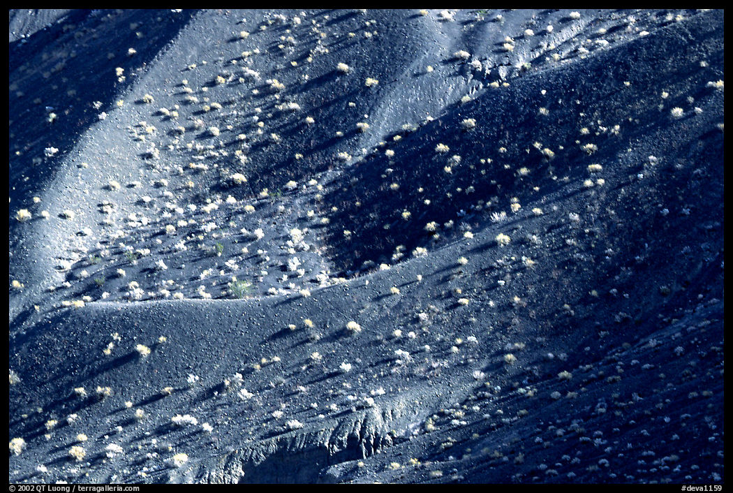Hillside covered with sage bushes. Death Valley National Park