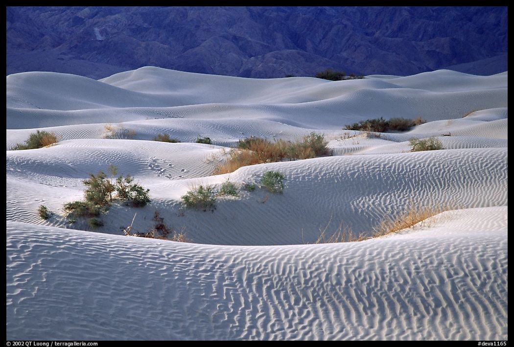 Mesquite Sand Dunes, morning. Death Valley National Park, California, USA.