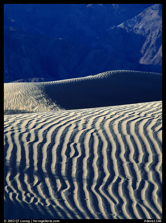 Ripples on Mesquite Sand Dunes, morning. Death Valley National Park, California, USA.