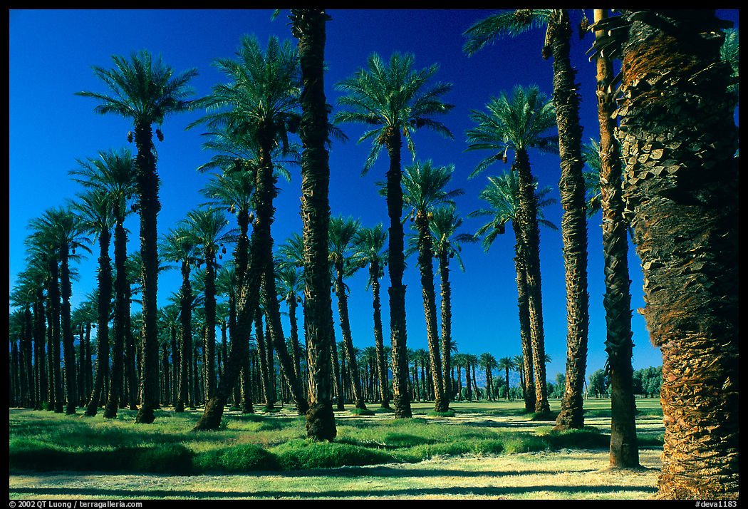 Palm trees in Furnace Creek oasis. Death Valley National Park, California, USA.
