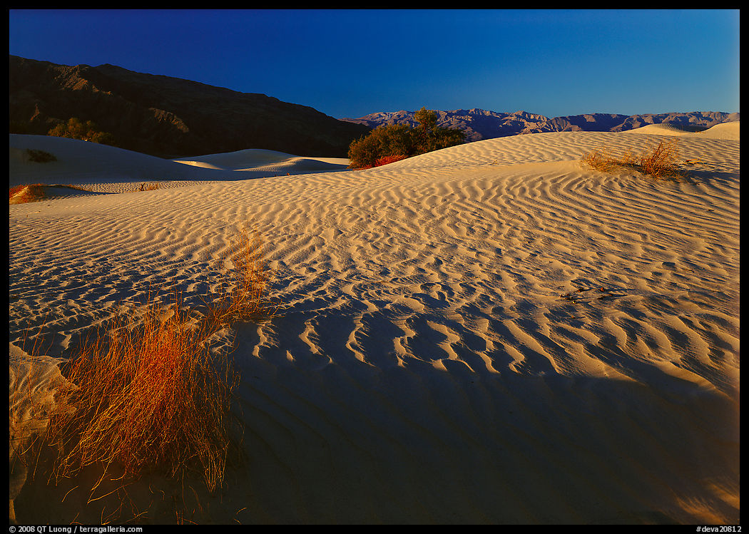Ripples on Mesquite Dunes, early morning. Death Valley National Park, California, USA.