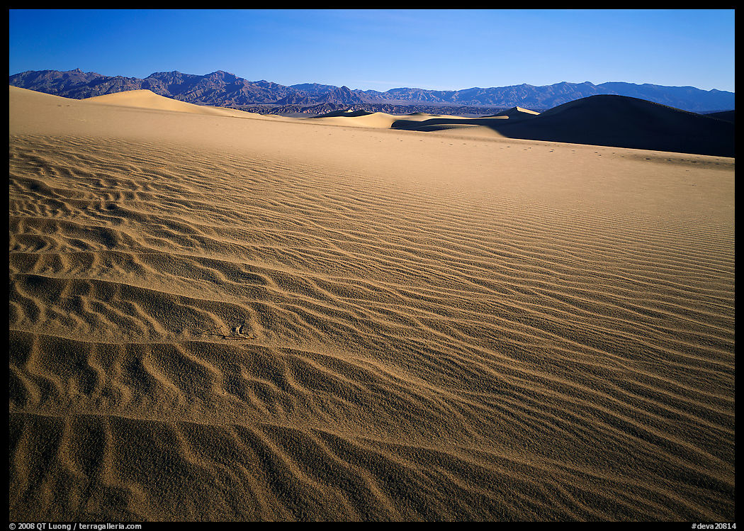Ripples on Mesquite Dunes, early morning. Death Valley National Park, California, USA.