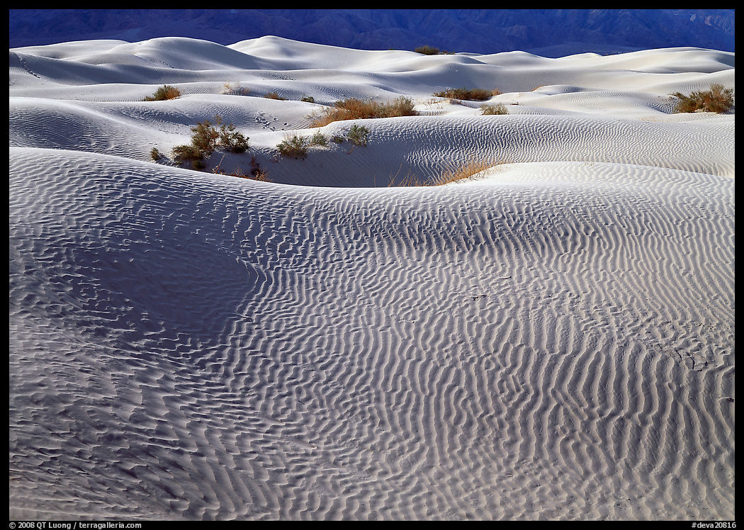 Sand dunes and bushes. Death Valley National Park, California, USA.