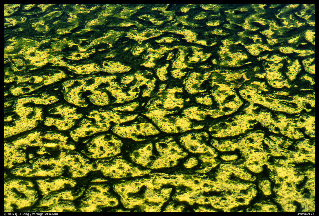 Algae in rare permanent water source. Death Valley National Park, California, USA.