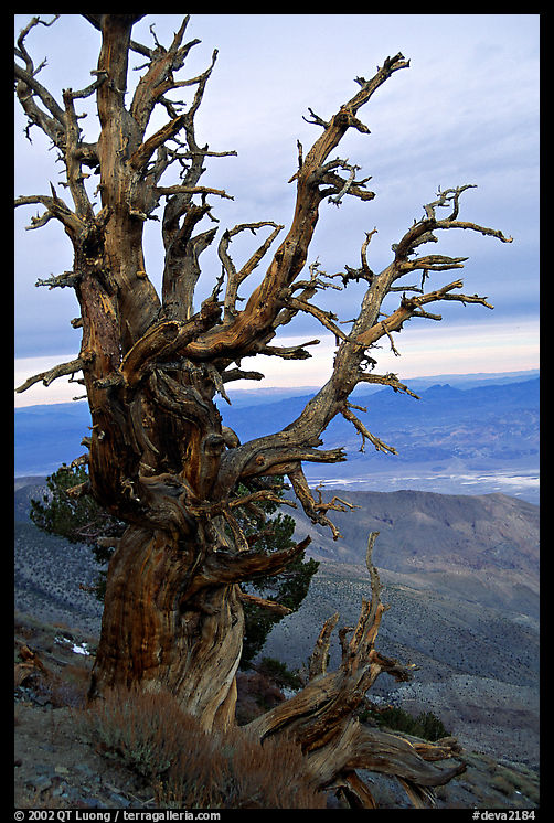Bristlecone Pine tree near Telescope Peak. Death Valley National Park