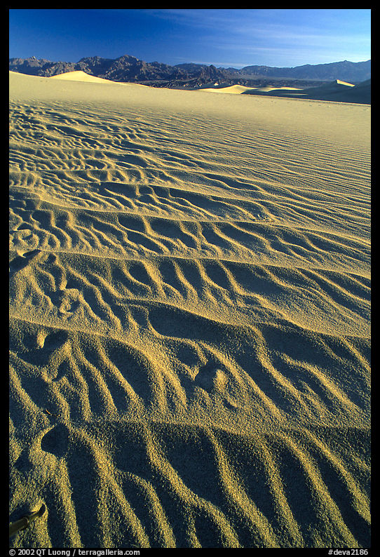 Ripples on Mesquite Sand Dunes, early morning. Death Valley National Park, California, USA.