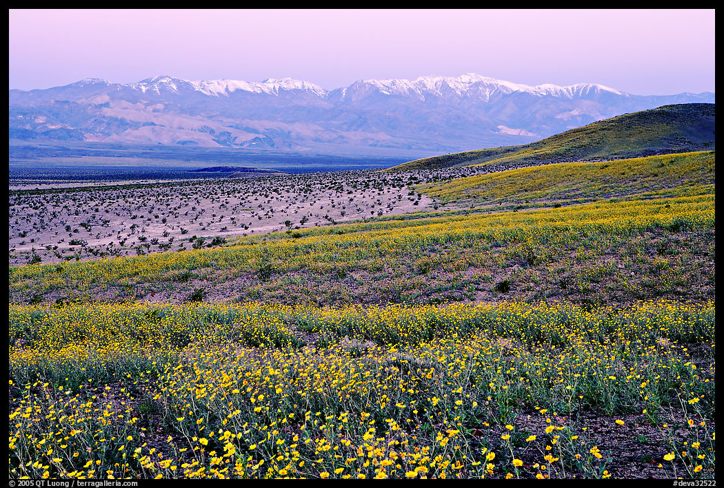 Desert Gold and Panamint Range, Ashford Mill area, dawn. Death Valley National Park, California, USA.