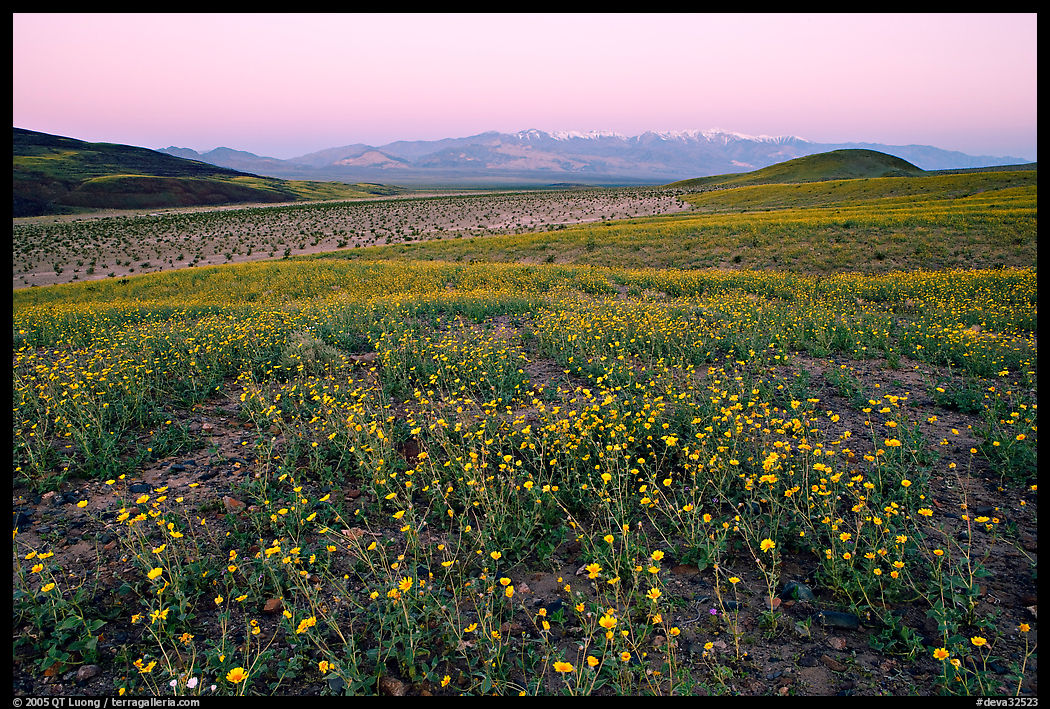 Desert Gold flowers and Panamint Range, Ashford Mill area, sunrise. Death Valley National Park, California, USA.