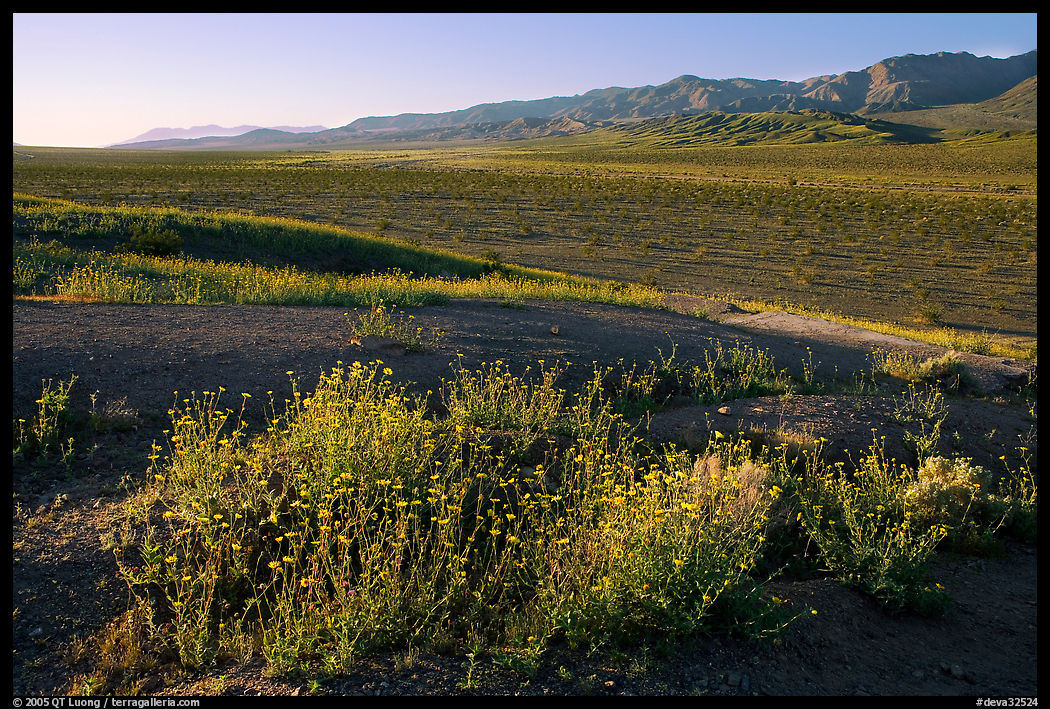 Desert Gold and Owlshead Mountains, Ashford Mill area, early morning. Death Valley National Park, California, USA.